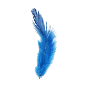 a blue feather on a white background