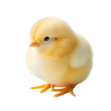 a small yellow chicken on a white background