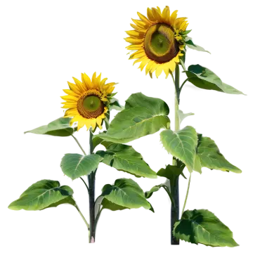 two sunflowers on a white background