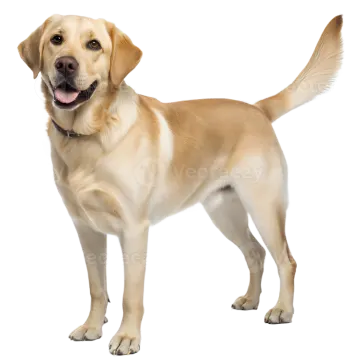 a yellow labrador dog standing on a white background