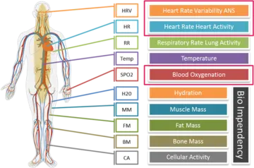 a diagram of the cardiovascular system