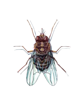 a watercolor drawing of a fly