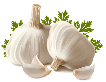 two white garlics with green leaves