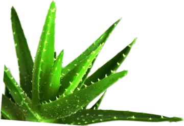 a green plant with water droplets on it