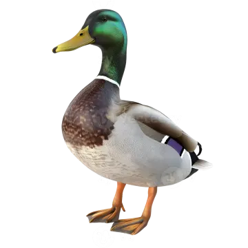 a duck on a white background