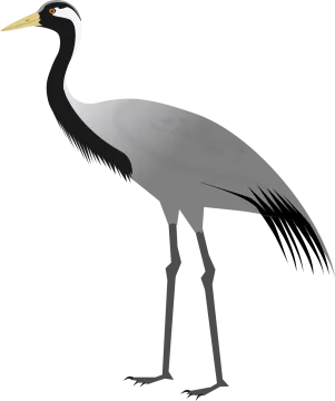 an image of a bird with long legs
