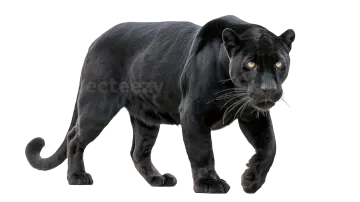 a black panther walking on a white background
