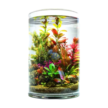 a fish tank filled with plants and rocks