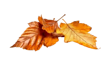 autumn leaves on a white background