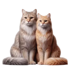 two cats sitting next to each other cats