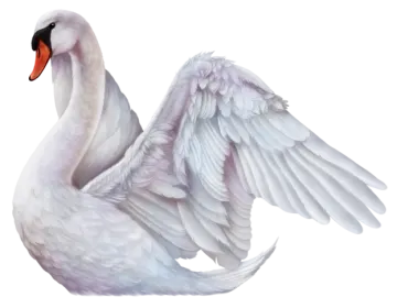 a white swan with its wings spread out