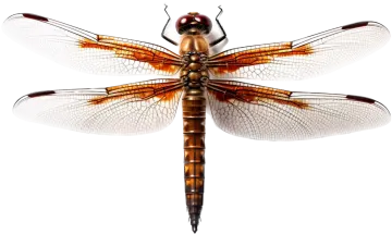 a dragonfly on a white background