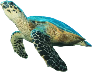 a close up of a green sea turtle