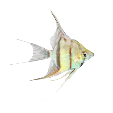 a close up of a fish on a white background