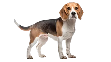 a beagle standing in front of a white background