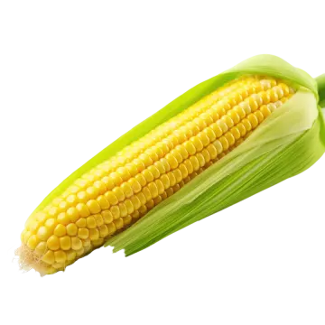 a corn on a white background
