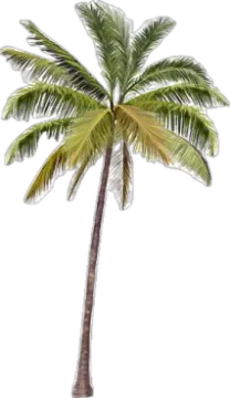a palm tree on a white background