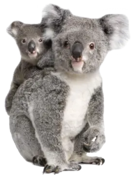 two koloss sitting on a white background