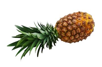 a pine is being held in the air