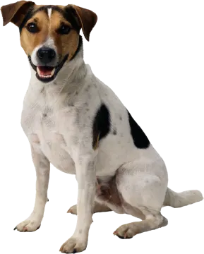 a dog sitting down with its mouth open
