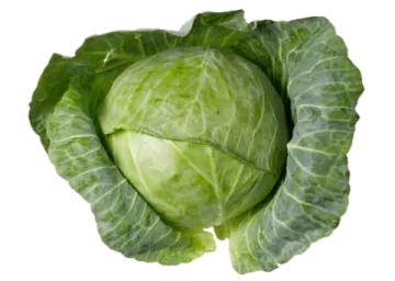 a head of cabbage