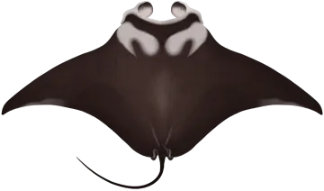 a black and white spotted manta ray