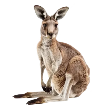 a kangaroo sitting on top of a white background