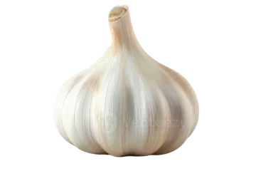 a garlic bulb on a white background