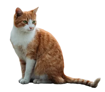 an orange and white cat sitting on the floor