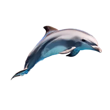 a dolphin jumping in the air on a white background