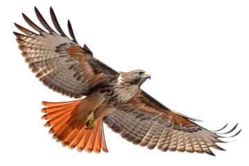 the bird is flying
