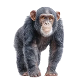 a small monkey standing on its hinds