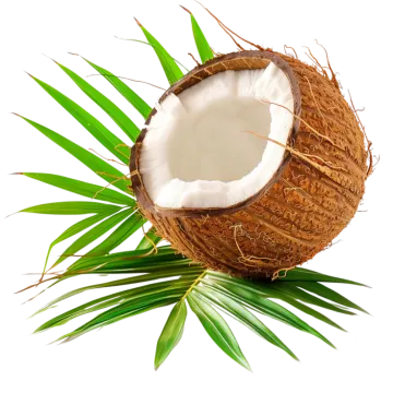 coconut with green leaves on white background