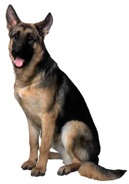 a german shepherd dog sitting on a white background