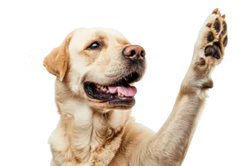 a close up of a dog's paw