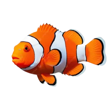 an orange clown fish on a white background