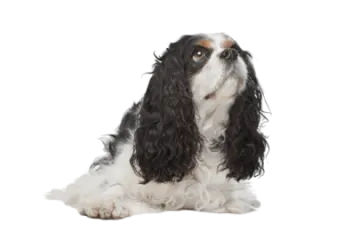 a black and white dog sitting on a white background