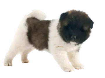 a small black and white puppy standing on a white background