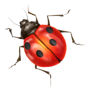 a lady bug on a white background
