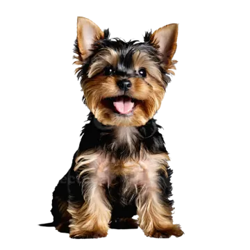 a small black and brown dog sitting on a white background