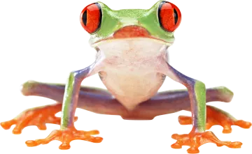 a close up of a red eyed tree frog
