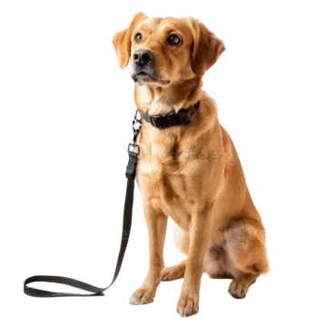 a small brown dog with a black leash