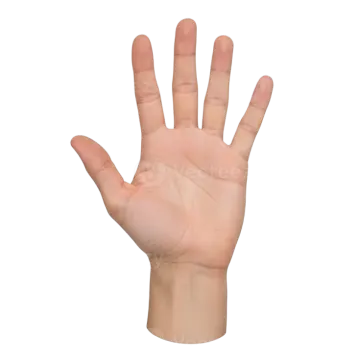 a person's hand showing the number of their fingers