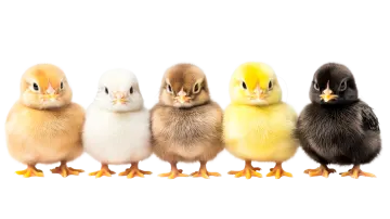 a group of small chickens standing in a row