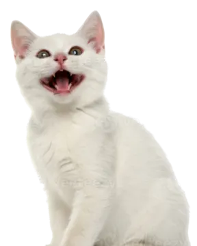 a white kitten sitting down with its mouth open