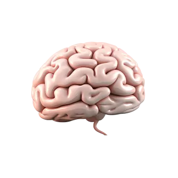 an image of a human brain