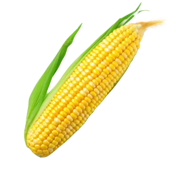 corn on a white background