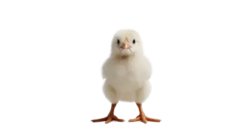 a small white chicken standing in front of a white background