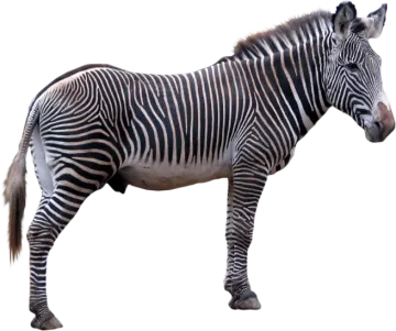 a black and white zebra
