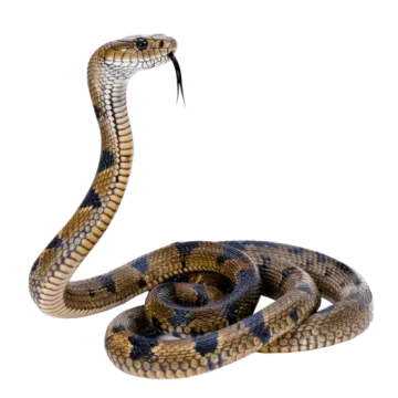 a snake with its mouth open and tongue out